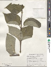 Cornus rugosa image