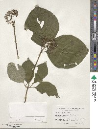 Cornus rugosa image