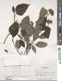 Cornus rugosa image