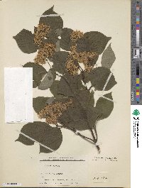 Cornus rugosa image