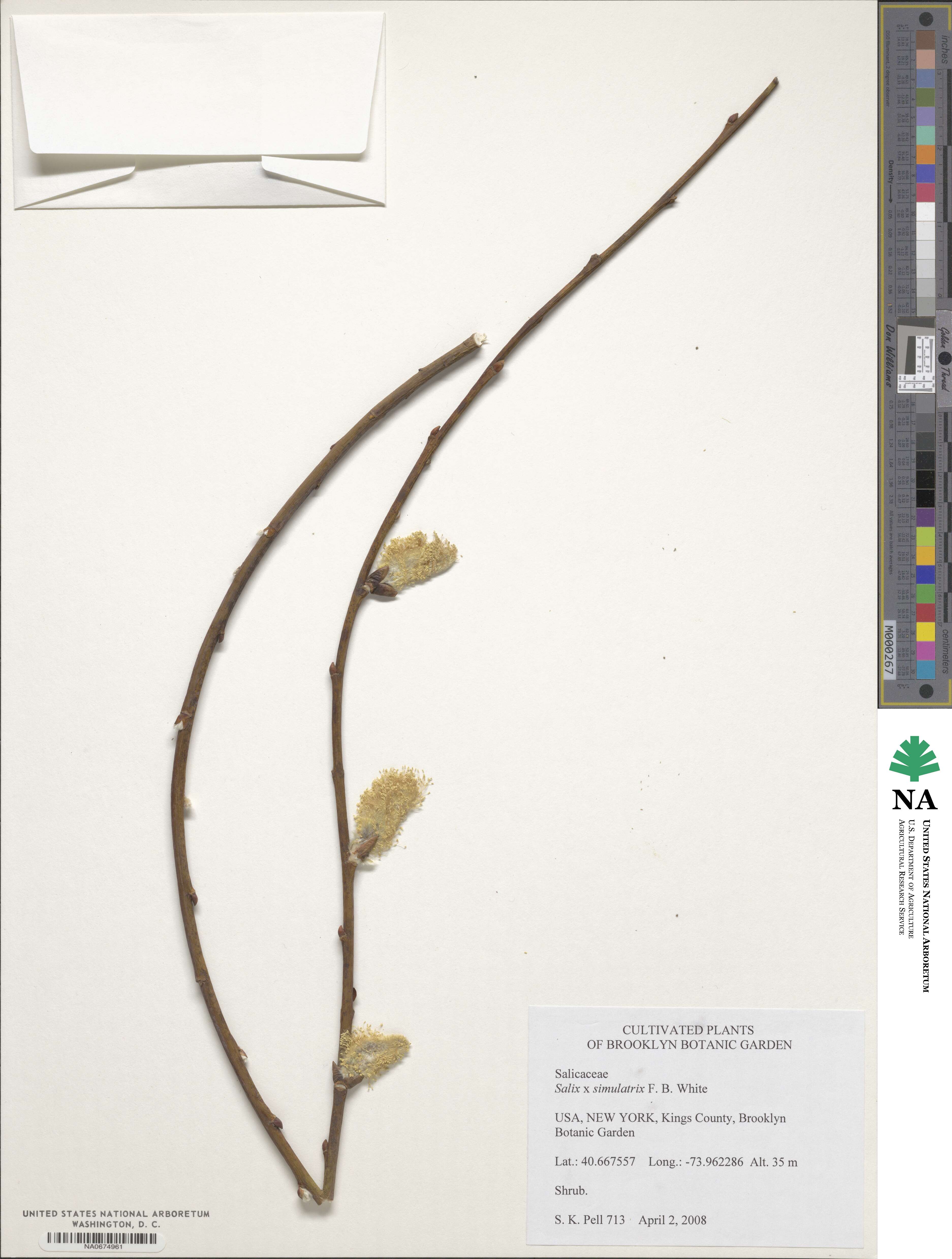 Salix ×simulatrix image