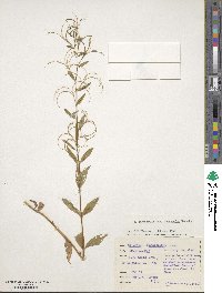 Epilobium ciliatum image