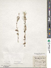 Epilobium alpinum image