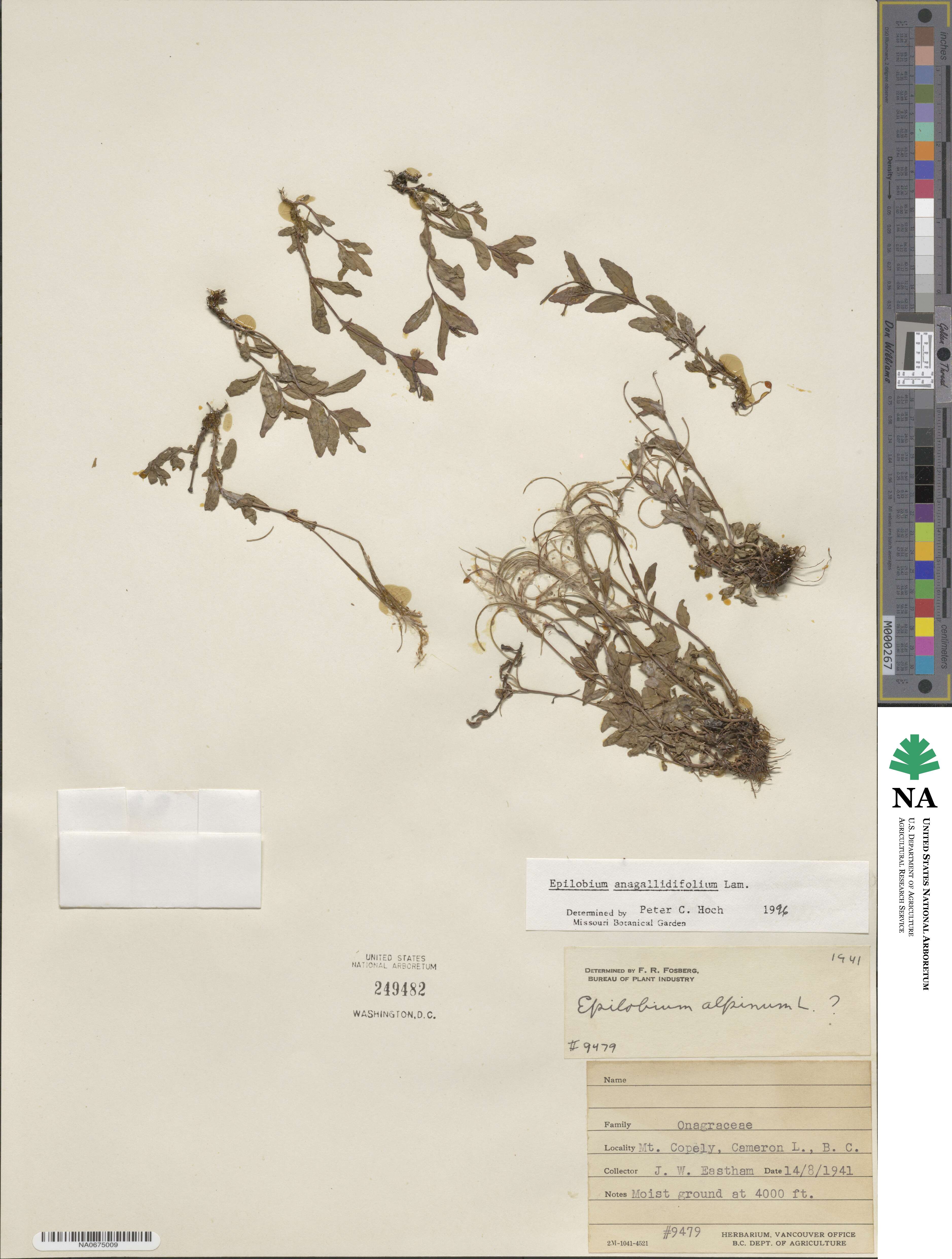 Epilobium anagallidifolium image
