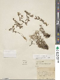 Epilobium anagallidifolium image