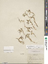 Epilobium anagallidifolium image