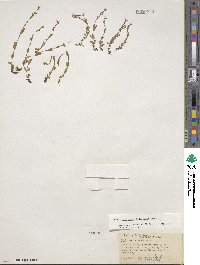 Epilobium anagallidifolium image