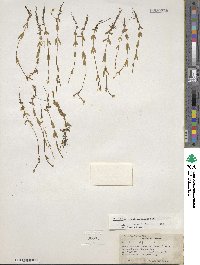 Epilobium anagallidifolium image