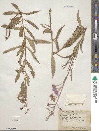 Epilobium angustifolium image