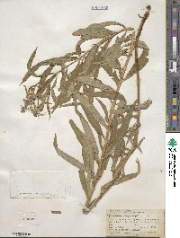 Epilobium angustifolium image