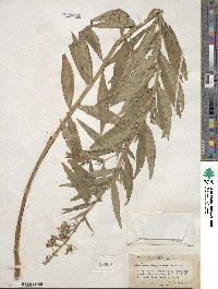 Epilobium angustifolium image