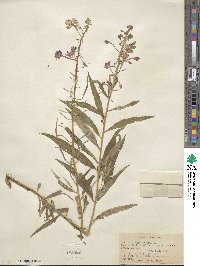 Epilobium angustifolium image