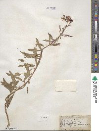 Epilobium angustifolium image