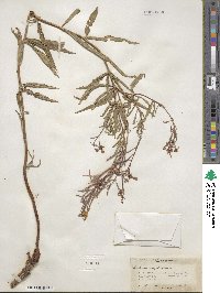 Epilobium angustifolium image