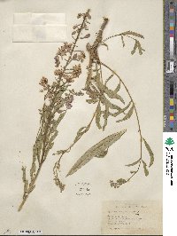 Epilobium angustifolium image