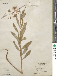 Epilobium angustifolium image