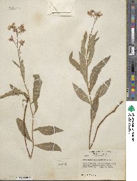 Epilobium angustifolium image