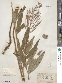 Epilobium angustifolium image