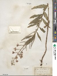 Epilobium angustifolium image