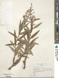 Epilobium angustifolium image