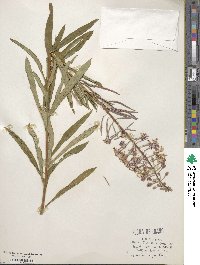 Epilobium angustifolium image