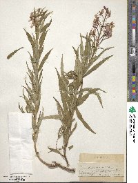 Epilobium angustifolium image