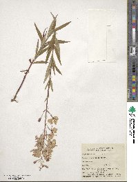 Epilobium angustifolium image