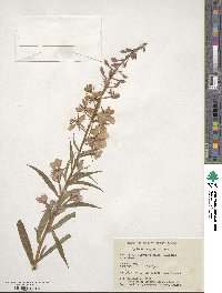 Epilobium angustifolium image