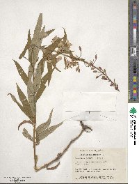 Epilobium angustifolium image