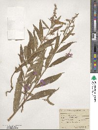 Epilobium angustifolium image