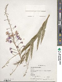 Epilobium angustifolium image