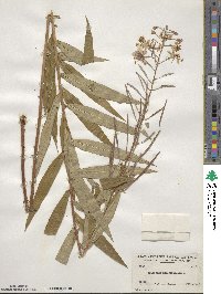 Epilobium angustifolium image