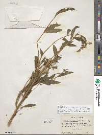 Epilobium angustifolium image