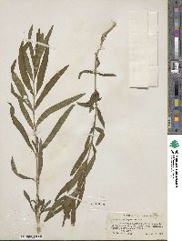 Epilobium angustifolium image