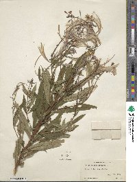 Epilobium angustifolium image