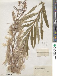 Epilobium angustifolium image