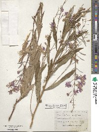 Epilobium angustifolium image