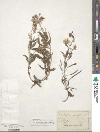 Epilobium angustifolium image