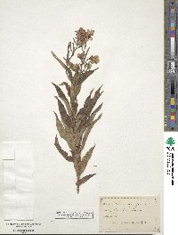 Epilobium angustifolium image