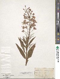 Epilobium angustifolium image