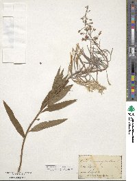 Epilobium angustifolium image