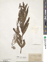 Epilobium angustifolium image