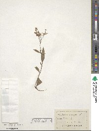 Epilobium angustifolium image