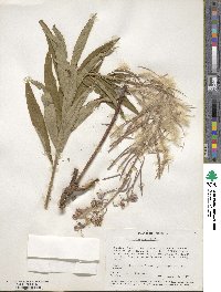 Epilobium angustifolium image