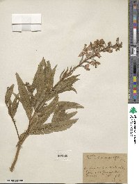 Epilobium angustifolium image