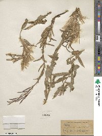 Epilobium angustifolium image