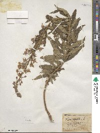 Epilobium angustifolium image