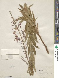 Epilobium angustifolium image