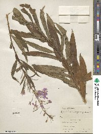 Epilobium angustifolium image