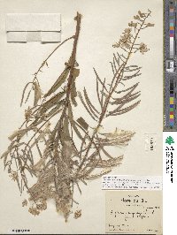 Epilobium angustifolium image